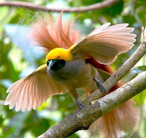 Goldie's bird-of-paradise httpssmediacacheak0pinimgcom564x686a29