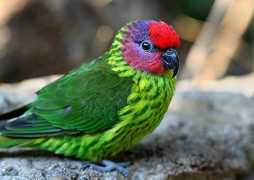 Goldie's lorikeet goldie39s lorikeet What a pretty little parrot This one st Flickr