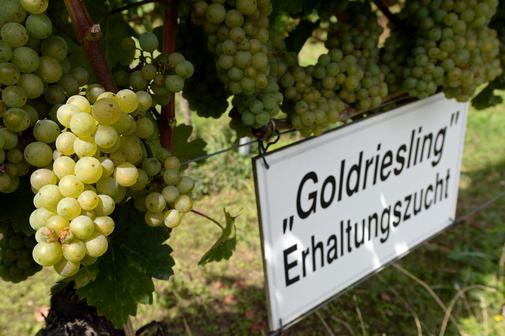 Goldriesling Tausende Liter belastet Gift im Wein Sachsen zieht Goldriesling