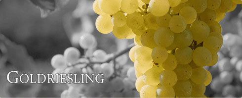 Goldriesling Goldriesling Wein online kaufen