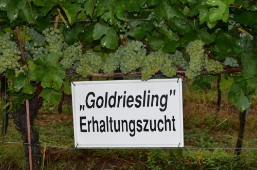 Goldriesling dresdenweinde Erhaltungszucht in Pillnitz Wo der Goldriesling