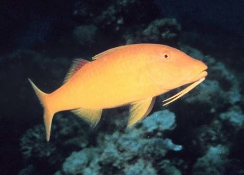 Goldsaddle goatfish Goldsaddle Goatfish Parupeneus cyclostomus