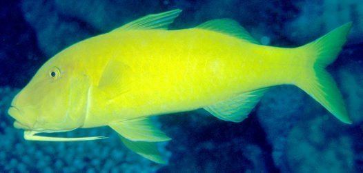Goldsaddle goatfish Goldsaddle Goatfish Parupeneus cyclostomus Lacpde 1801
