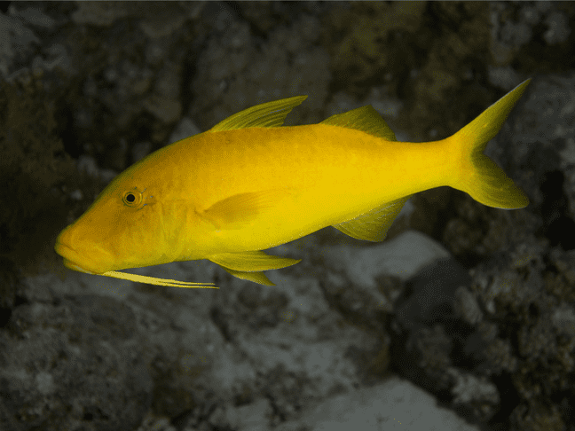 Goldsaddle goatfish Goldsaddle goatfish appearance 1 MyFishGallery
