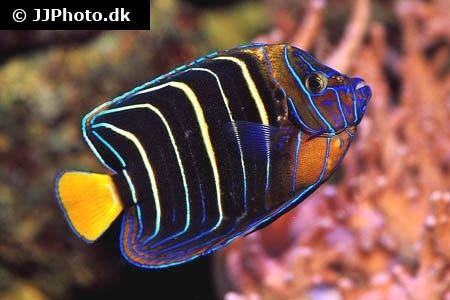 Goldtail angelfish httpsreefappnetleximagelarge3065jpg