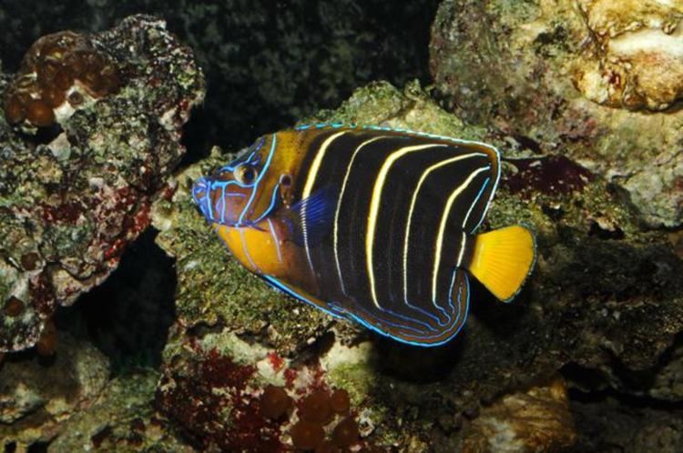 Goldtail angelfish Goldtail Angelfish Information and Picture Sea Animals