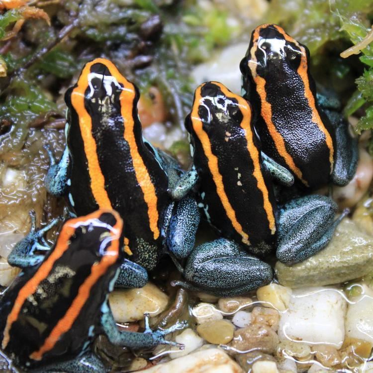 Golfodulcean poison frog GOLFODULCEAN POISON FROG Potawatomi Zoo