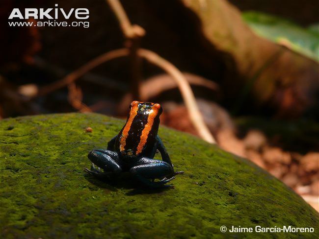 Golfodulcean poison frog Golfodulcean poison frog photo Phyllobates vittatus G129645 ARKive