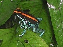 Golfodulcean poison frog httpsuploadwikimediaorgwikipediacommonsthu