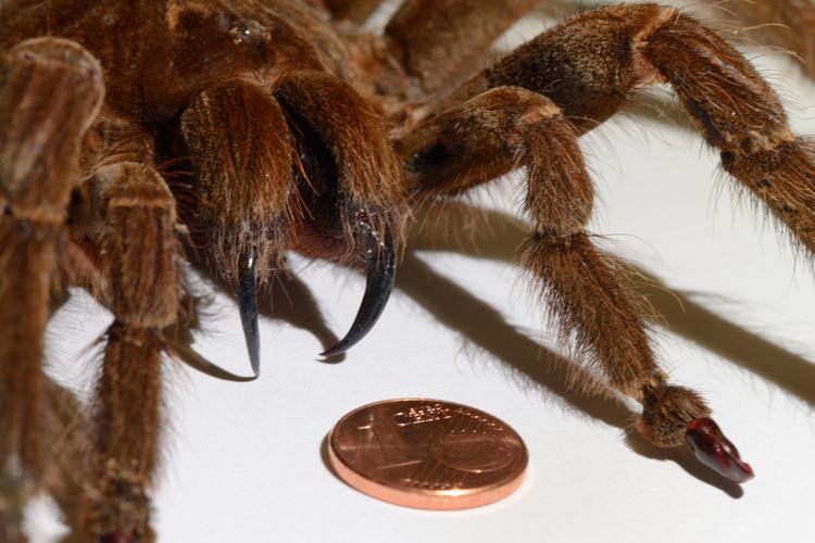 Goliath birdeater TIL that the gigantic hairy quotGoliath birdeaterquot tarantula spider is