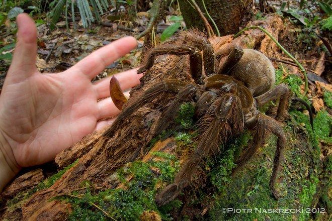 Goliath birdeater Goliath Birdeater Images of a Colossal Spider
