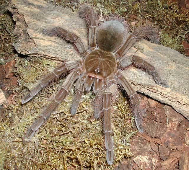 Goliath birdeater 5 Interesting Facts About Goliath Birdeaters Hayden39s Animal Facts