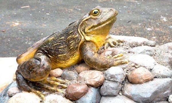 Goliath frog San Francisco Zoo