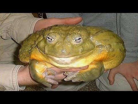 Goliath frog httpsiytimgcomviSlQYQjcFszAhqdefaultjpg