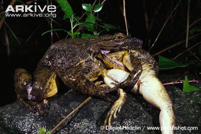 Goliath frog Goliath frog videos photos and facts Conraua goliath ARKive