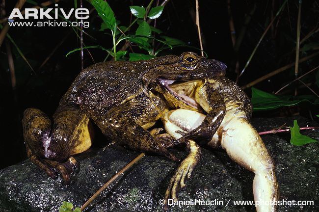 goliath frog