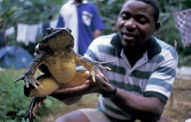 Goliath frog Goliath frog the largest frog in the world