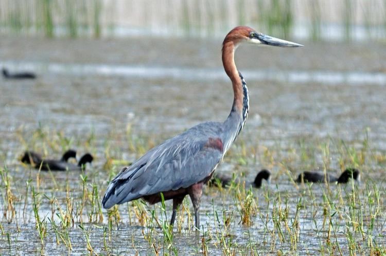 Goliath heron Goliath Heron Ardea goliath Goliath heron hunting on the shores of