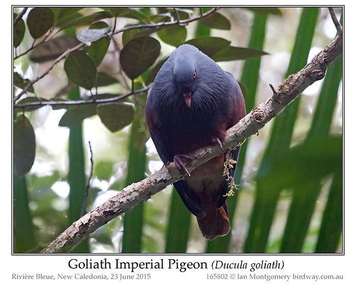 Goliath imperial pigeon Ian39s Bird of the Week Goliath Imperial Pigeon Lee39s