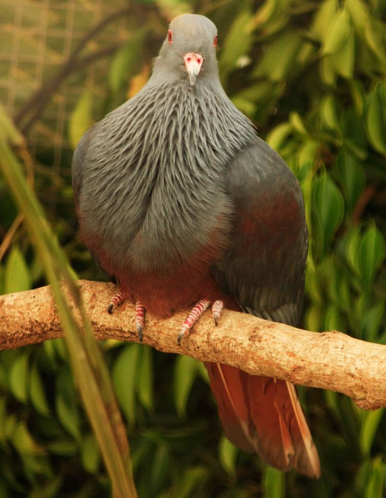 Goliath imperial pigeon httpsuploadwikimediaorgwikipediacommons22