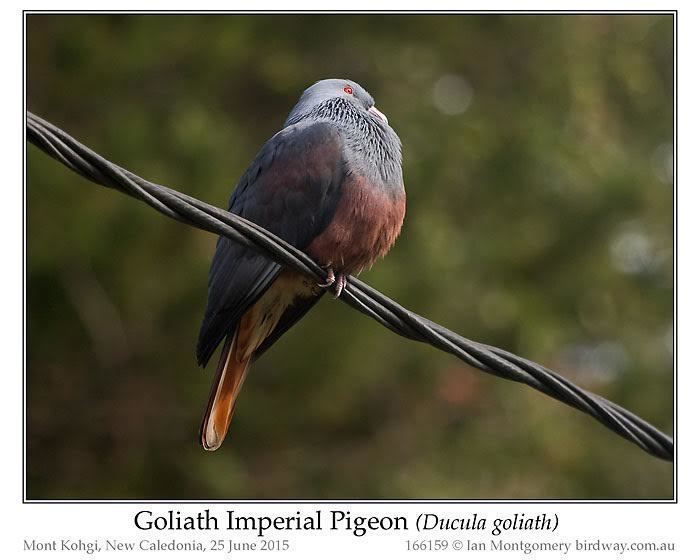 Goliath imperial pigeon Ian39s Bird of the Week Goliath Imperial Pigeon Lee39s