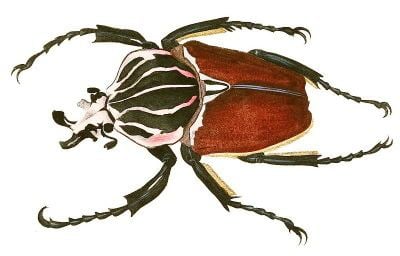 Goliathus Goliath beetle Entomologists39 glossary Amateur Entomologists