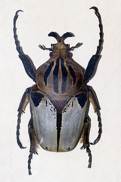 Goliathus cacicus httpsuploadwikimediaorgwikipediacommonsthu