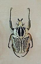 Goliathus orientalis httpsuploadwikimediaorgwikipediacommonsthu