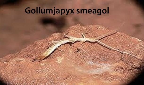 Gollumjapyx 25 Awesomely Nerdy And Humorous Animal Species Names
