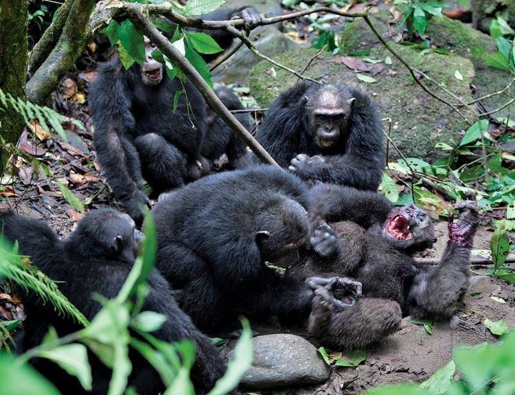 Gombe Chimpanzee War httpsd1o50x50snmhulcloudfrontnetwpcontentu