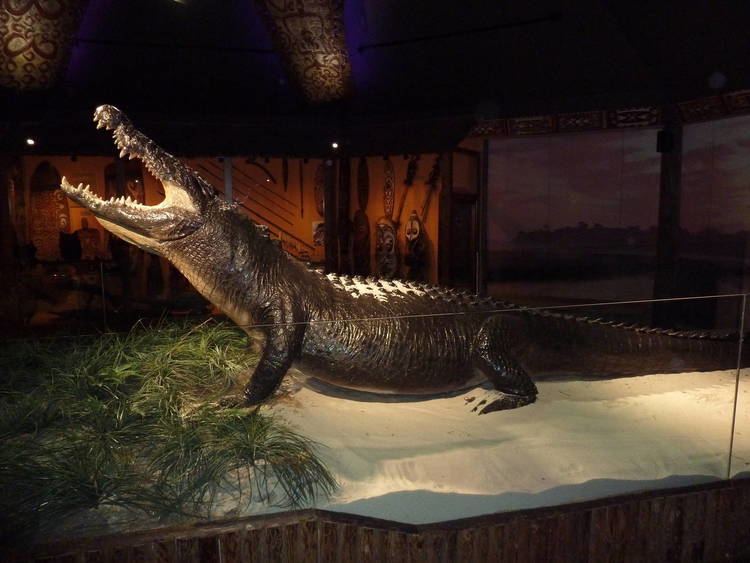 Gomek Gomek 18 ft 2000 Pound Saltwater Crocodile ZooChat