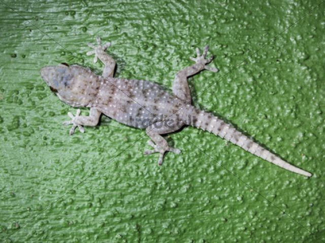 Gomero wall gecko httpswwwtradebitcomusrstockphotospub9002