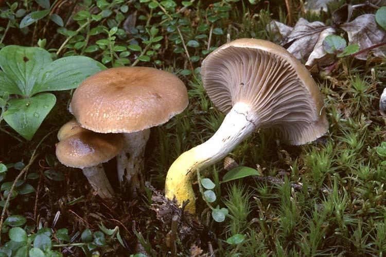 Gomphidius glutinosus How Mushrooms Can Clean Up Radioactive Contamination An 8 Step