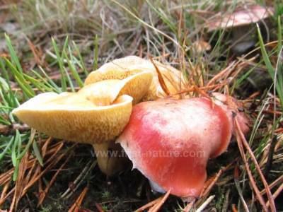 Gomphidius roseus Gomphidius roseus Rosy Spike mushroom