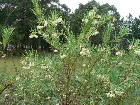 Gomphocarpus fruticosus Gomphocarpus fruticosus