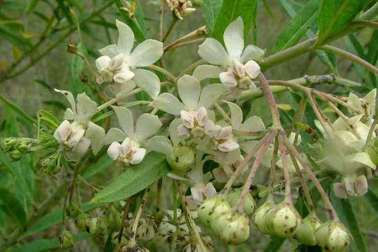 Gomphocarpus fruticosus Gomphocarpus fruticosus