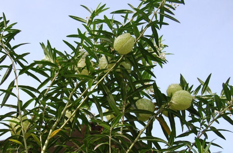 Gomphocarpus physocarpus Gomphocarpus physocarpus at B amp T World Seeds