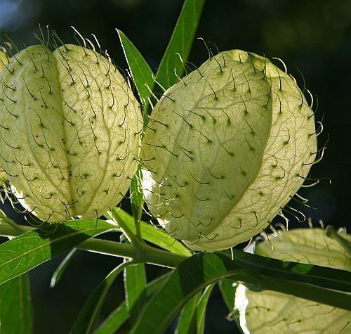 Gomphocarpus physocarpus Gomphocarpus physocarpus balloon milkweed seeds