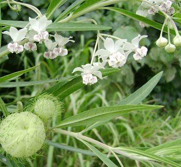 Gomphocarpus physocarpus Gomphocarpus physocarpus Asclepias physocarpa Family Jewels Tree