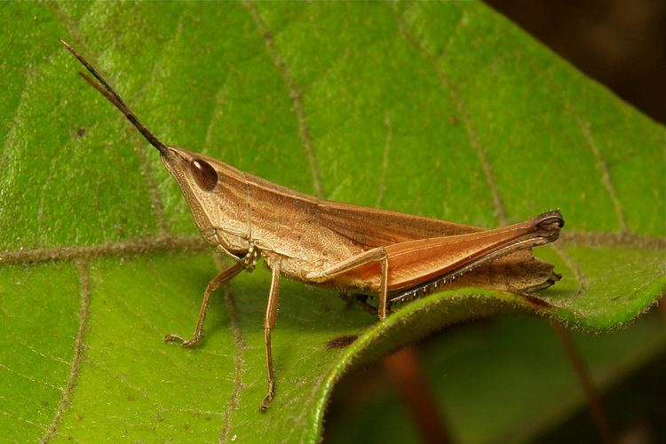 Gomphocerinae Toothlegged Grasshopper Phlaeoba antennata Gomphocerina Flickr
