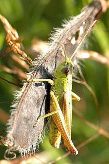 Gomphocerinae httpsuploadwikimediaorgwikipediacommonsthu