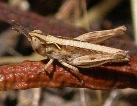 Gomphocerinae Gomphocerinae nymph in California Eupnigodes sierranus BugGuideNet