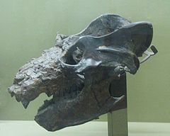 Gomphodontosuchinae httpsuploadwikimediaorgwikipediacommonsthu