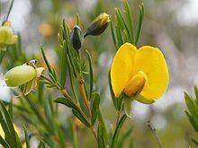 Gompholobium latifolium httpsuploadwikimediaorgwikipediacommonsthu