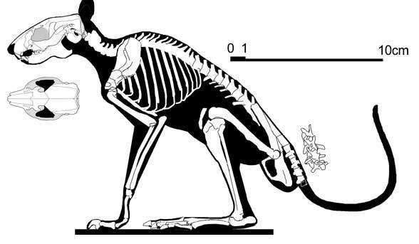 Gomphos Gomphos Oryctolagus and Brachyerix