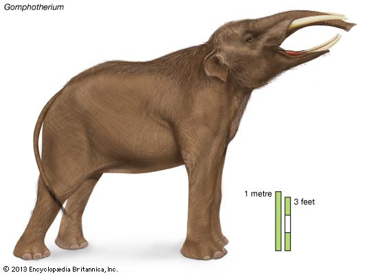 Gomphothere gomphothere fossil mammal Britannicacom