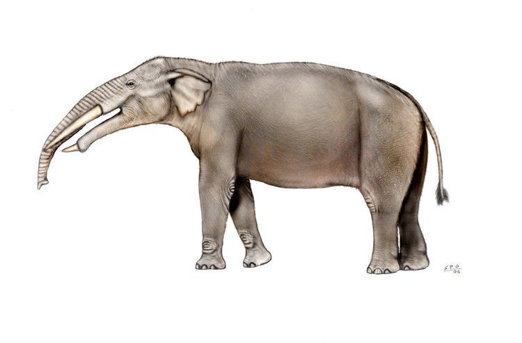 Gomphotherium Gomphotherium Facts and Pictures