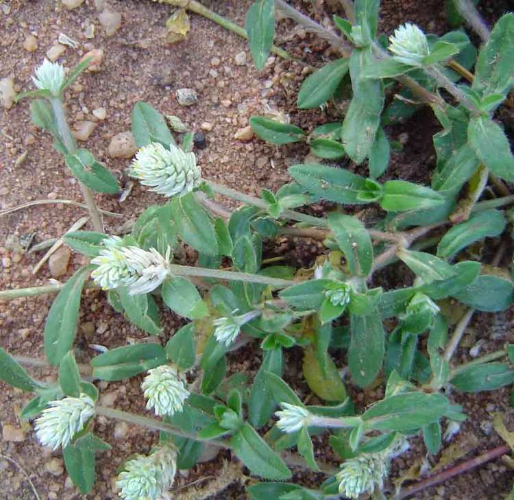 Gomphrena celosioides Flora of Mozambique Species information individual images