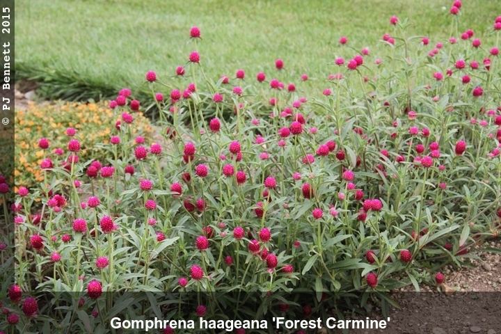Gomphrena haageana Annual Haage39s Amaranth or Button Flower Gomphrena haageana