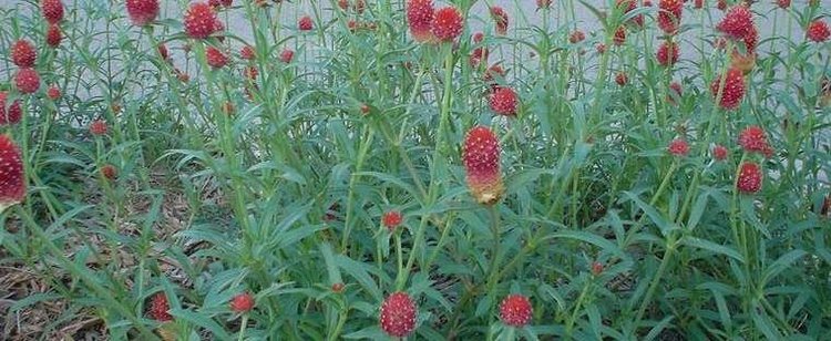 Gomphrena haageana Gomphrena Rio Grande Globe Amaranth Gomphrena haageana 39Strawberry